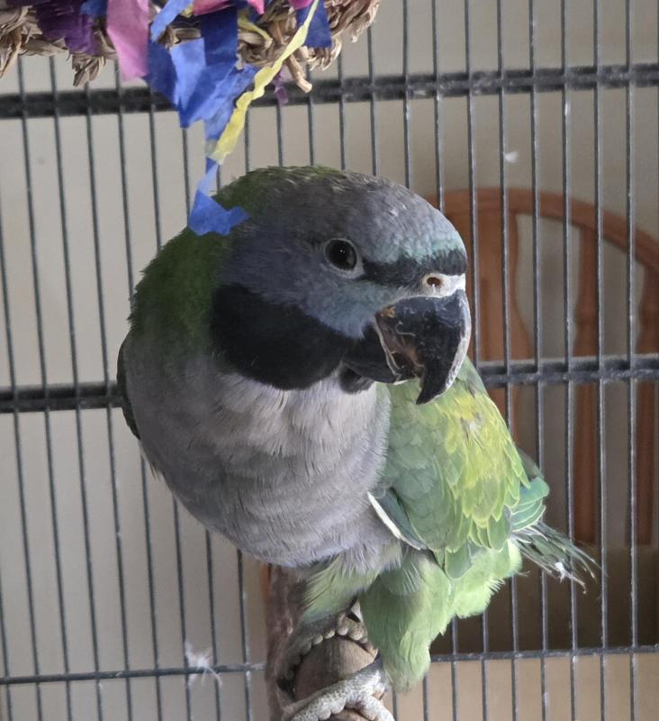 Derbyan parrot