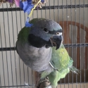 Derbyan parrot