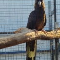 Mature Large Race Yellow Tail Black Cockatoo-Has bred before.