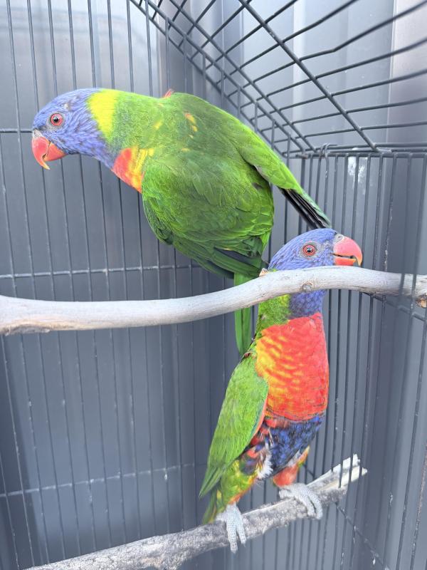 Rainbow lorikeet