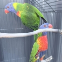 Rainbow lorikeet