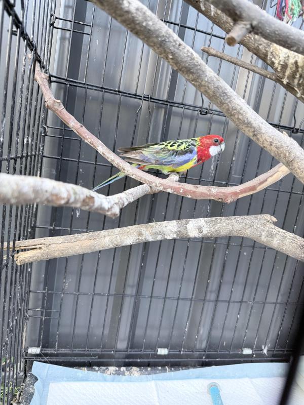 Eastern Rosellas