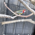Eastern Rosellas