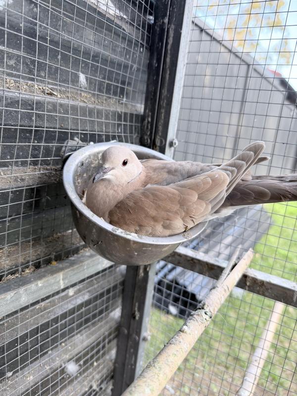 Breeding pair of ringneck doves