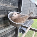 Breeding pair of ringneck doves