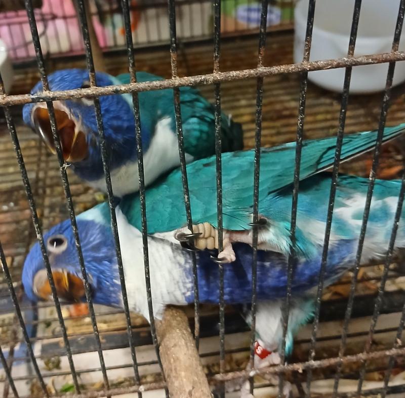 Two Habd Raised Blue Lorrikeets