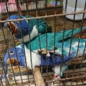 Two Habd Raised Blue Lorrikeets