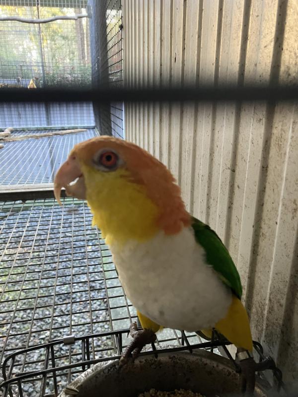 3 pair WB Caiques
