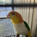 3 pair WB Caiques