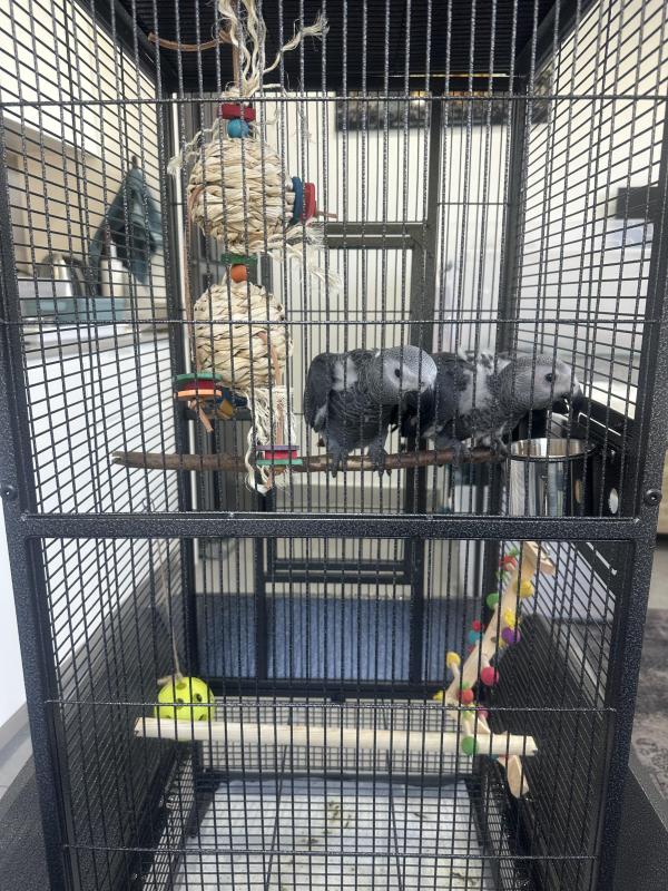 African Grey Babies (Males)