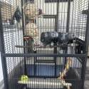 African Grey Babies (Males)