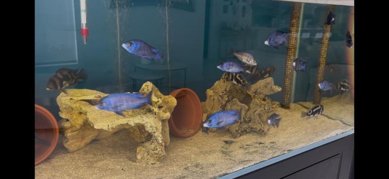 whitelip colony