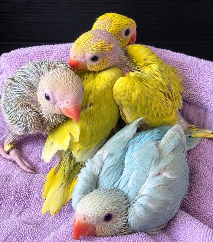Hand Raised Indian Ringneck Babies