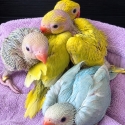 Hand Raised Indian Ringneck Babies