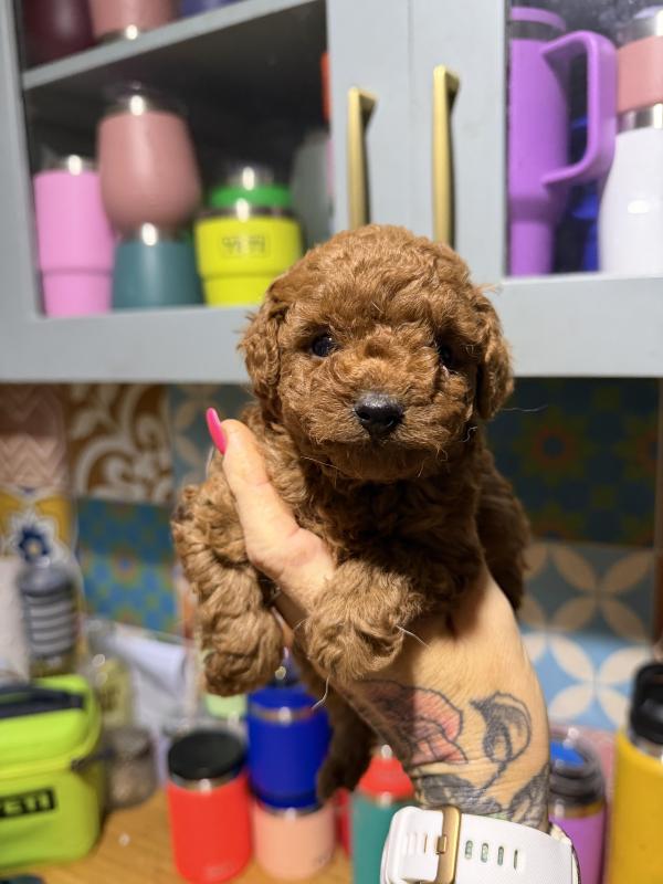 Robbed toy f2b Cavoodles