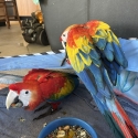 Scarlet Macaw Handraised and ready