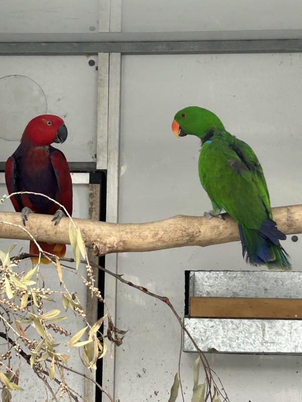 Vosmaeri & Aruensis pair
