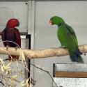 Vosmaeri & Aruensis pair