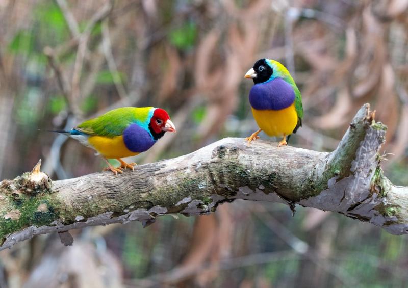 QLD FINCH SOCIETY AUCTION