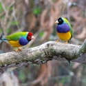 QLD FINCH SOCIETY AUCTION