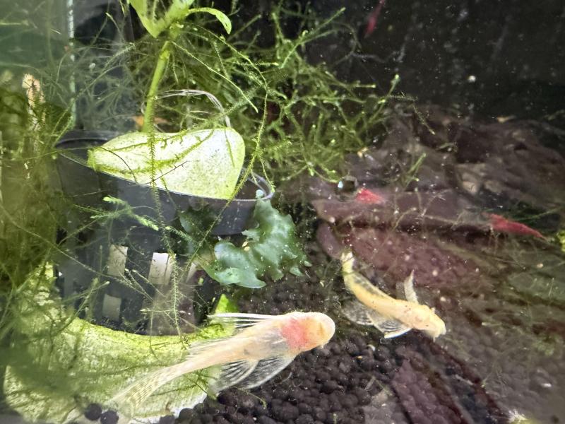 Albino Longfin Pleco