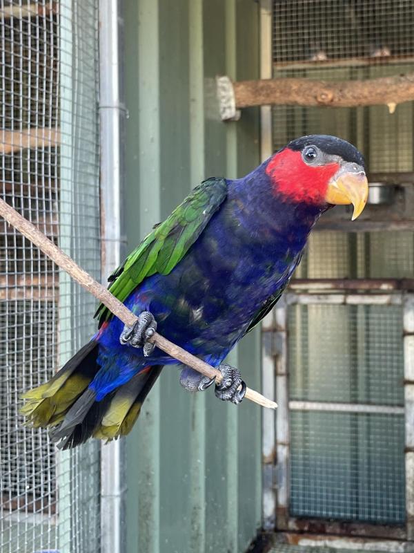 Black cap lory