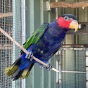 Black cap lory