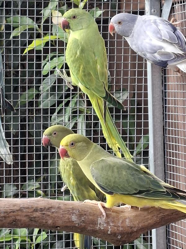 Opaline Indian Ringneck
