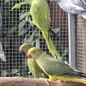 Opaline Indian Ringneck