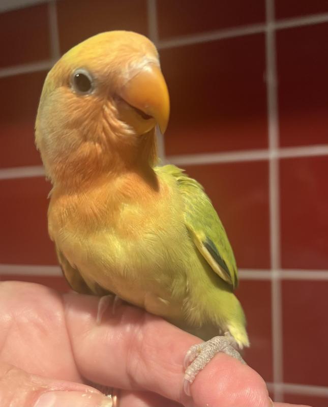 Baby Peachface/Lovebirds Hand Reared.