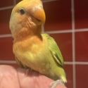 Baby Peachface/Lovebirds Hand Reared.