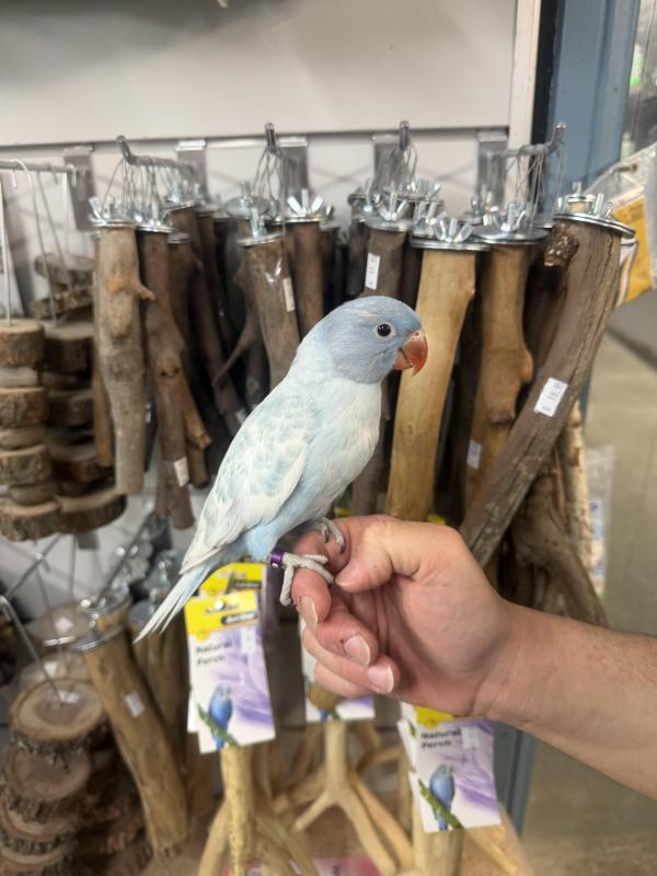 Handraised Indian ringnecks 2 females available