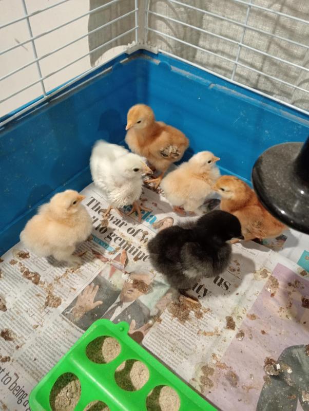 Baby chickens