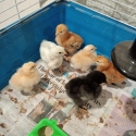 Baby chickens