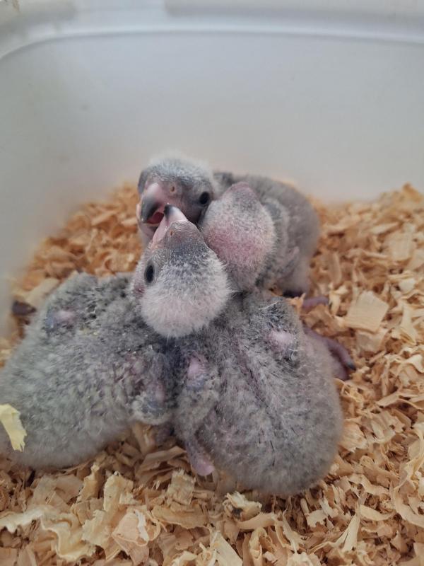 Handrearing baby Senegal parrots