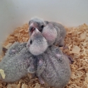 Handrearing baby Senegal parrots