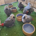Handreared & Aviary African grey's