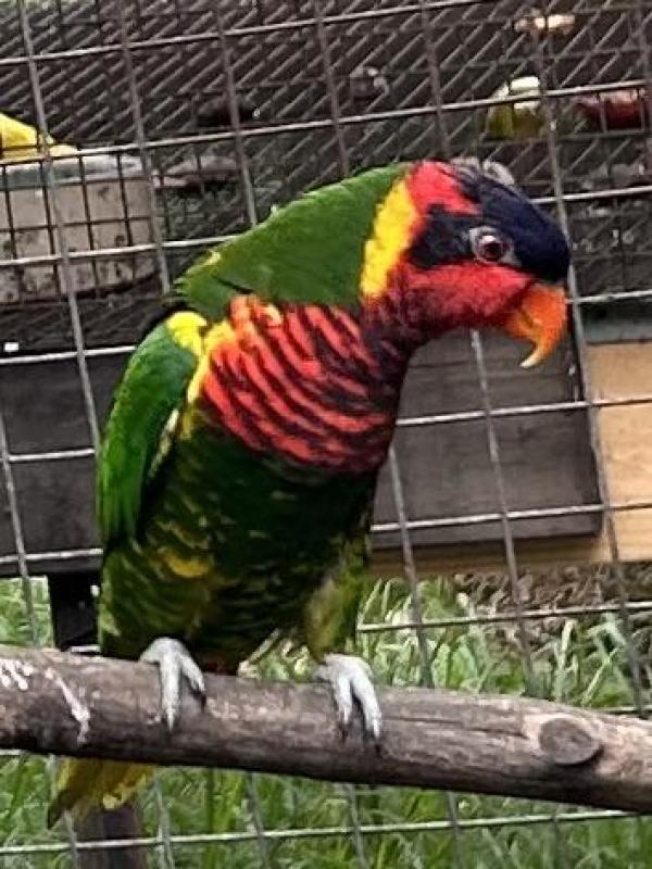 Ornate lory