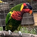 Ornate lory