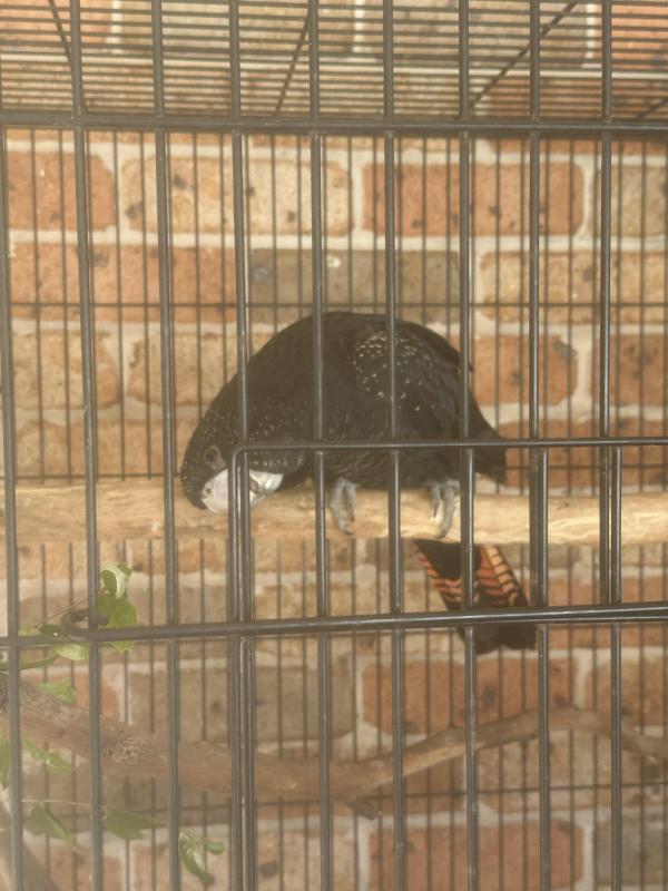Red tail black cockatoo