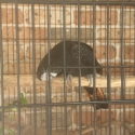 Red tail black cockatoo
