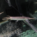 15-20cm spotted gar