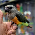 Handraised Baby African  Red Bellied Parrots