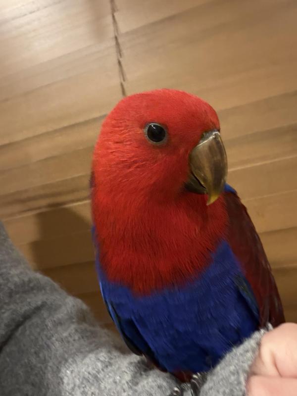 Female Eclectus Baby