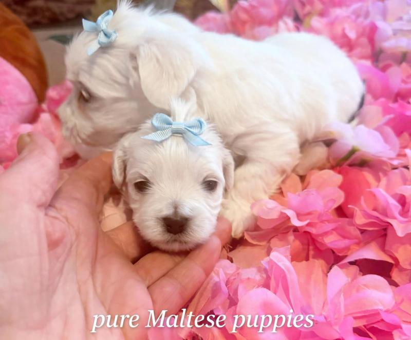 Pure Maltese puppies