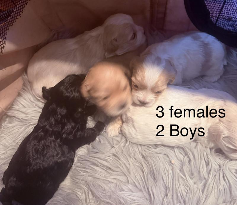 ...