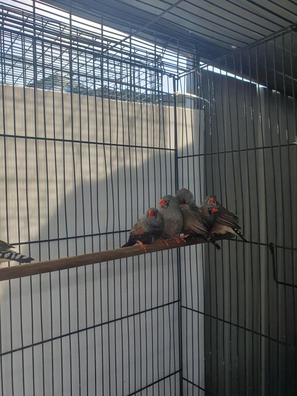 Zebra finches