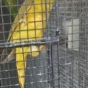 Mustard scaly breasted lorikeet