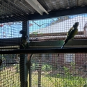 Breeding pairs of Alexanderines