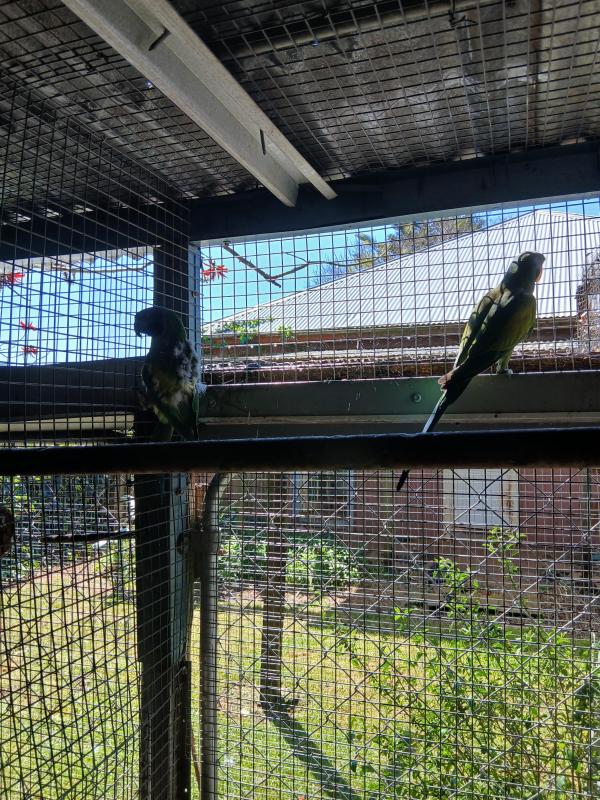 Breeding pair of Derbyans